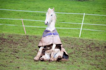 Horse On Grass
