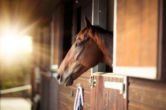 Thoroughbred Horse In Stable
