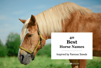 40 Best Horse Names