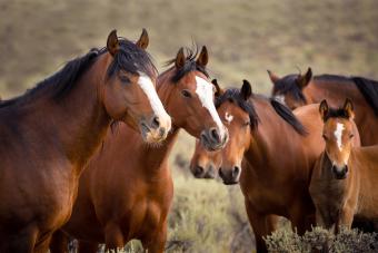 Horses Standing On Field