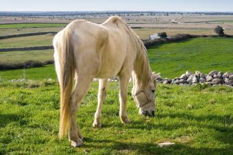 Old horse grazing grass in a meadow in spring