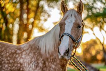 gold and white spotted Palomino horse