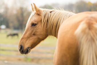 golden color Palomino horse