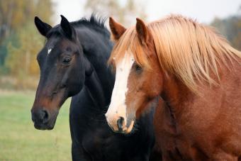 two horses