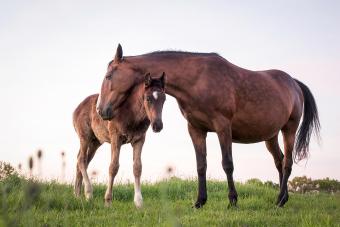 Mare with foal