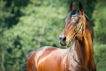 elegant brown horse