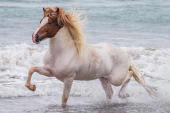 horse running on beach