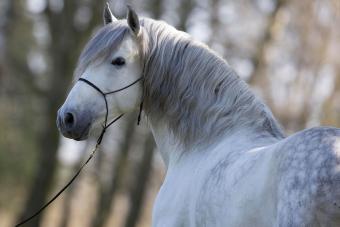 gray horse