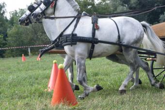 Horse combining driving