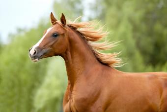 chestnut arab horse portrait in action runs free in summer