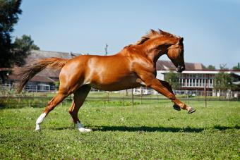 View of Trakehner mare bucking in meadow