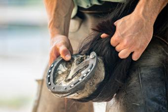 close up of horseshoes on a horse's hoof
