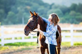 Brown Horse Standing In Ranch