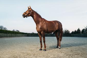 Thoroughbred Stallion Horse