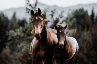 Horse mare with foal galloping free