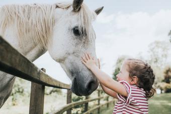 Little Girl reaching up to stroke her horse on the Nose