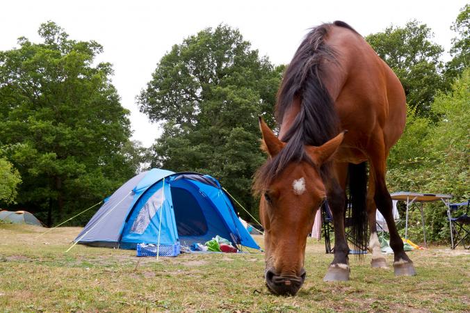 Horse grazing near campsite