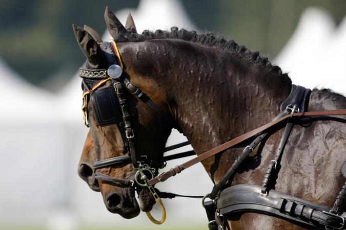 Horse heads