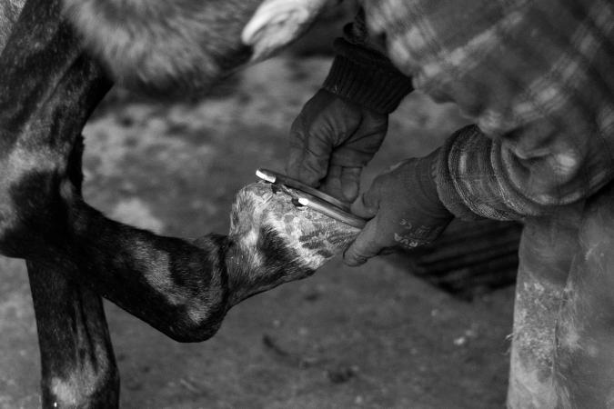 Attaching Horseshoe On Hoof