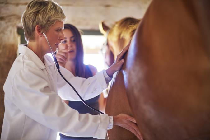 Veterinarian examining horse