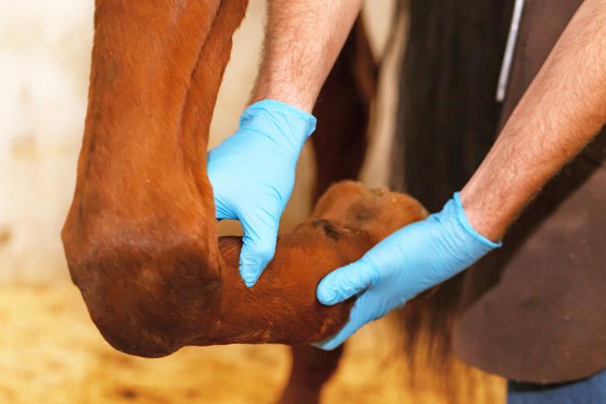Veterinarian examining horse