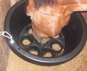 Slow Horse Feeding Lovetoknow