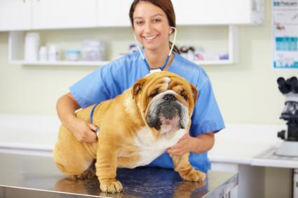 Vet examining a Bulldog