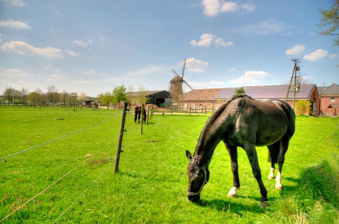 horse in pasture at farm location
