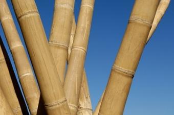 bamboo poles