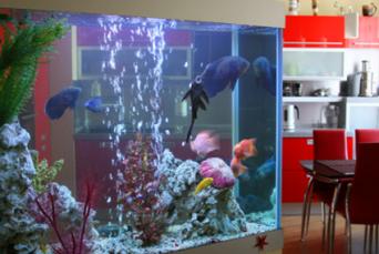 Aquarium Divider