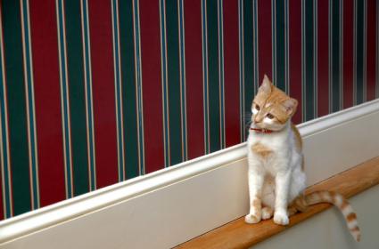 kitten on ledge
