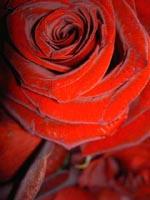Image of a red velvet rose pin