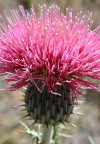 The thistle is a popular symbol used in jewelry.
