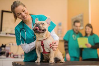 Young French Bulldog on the visit to the vet