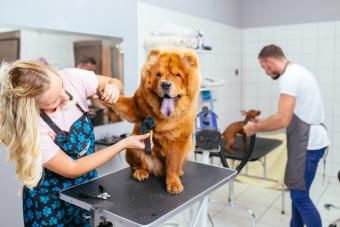 Chow-chow dog at grooming salon