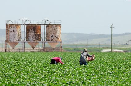 workers picking crops