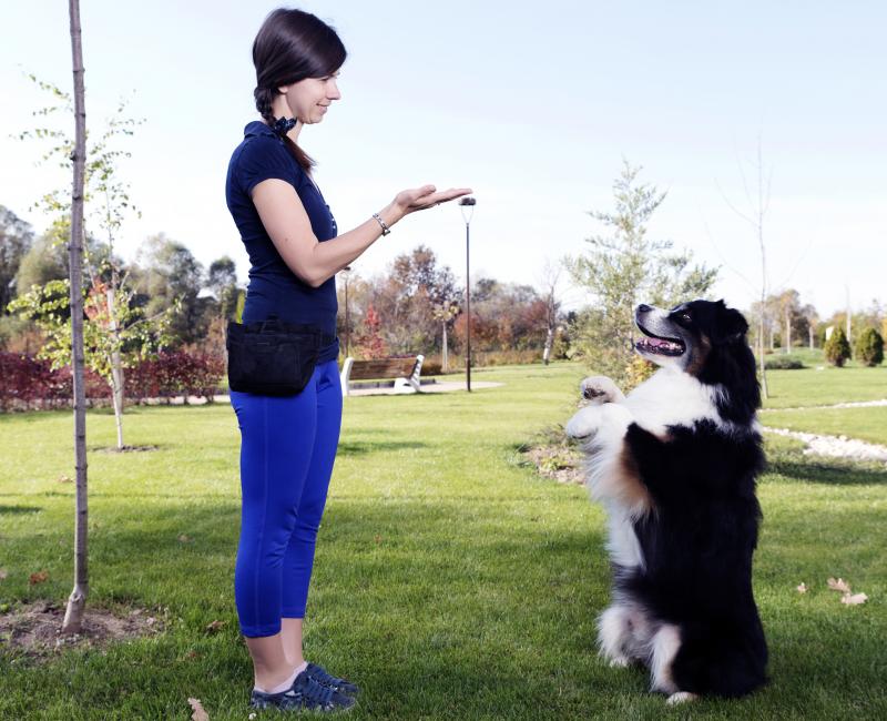 Dog Training Career LoveToKnow