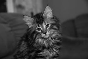 ASPCA Officer