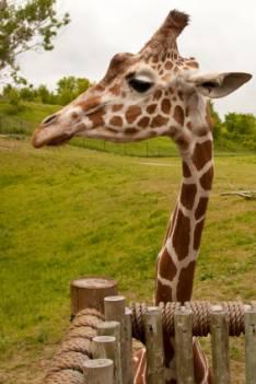 work in a zoo
