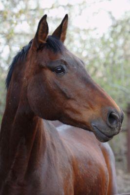 Equestrian Employment