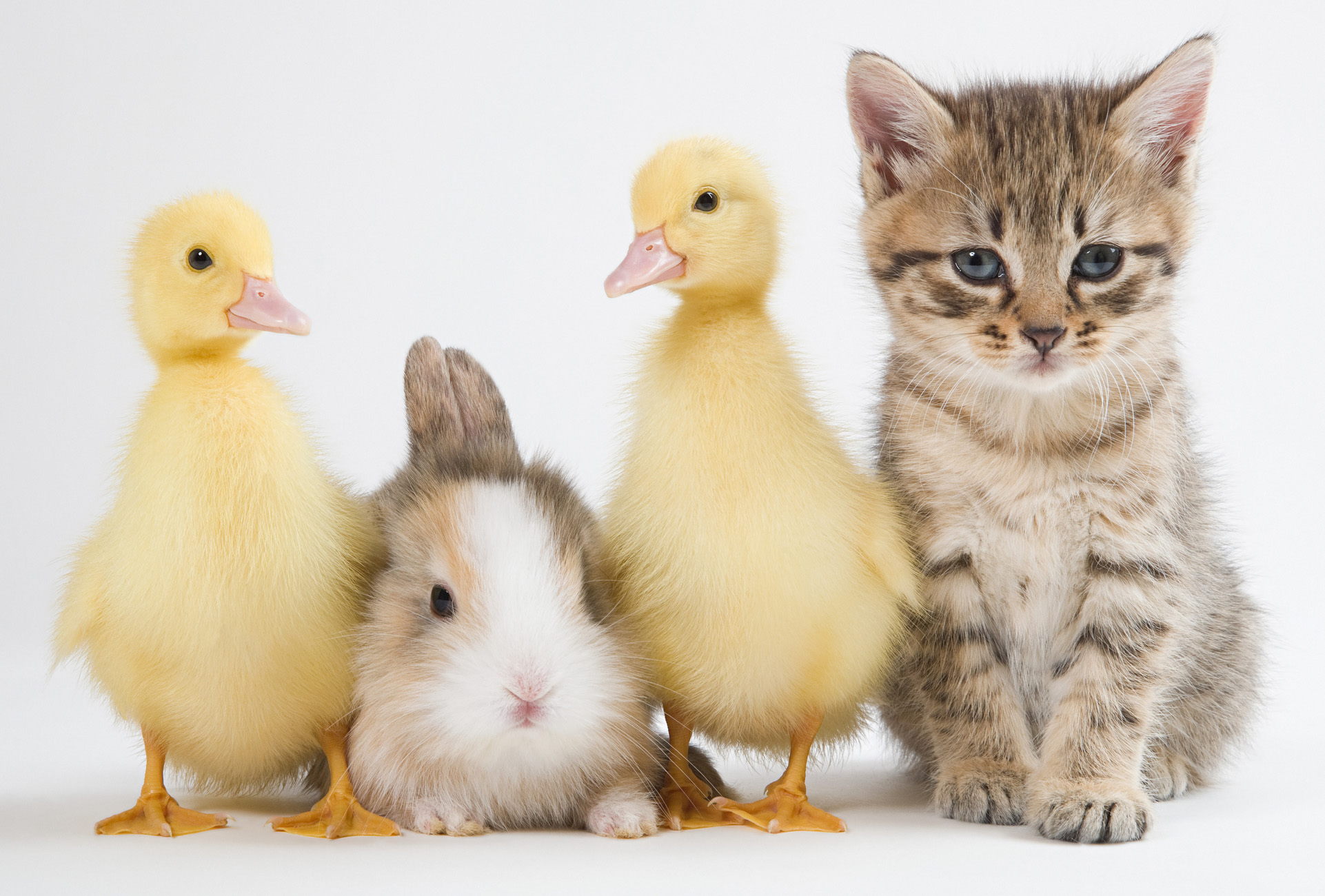 Cutest Baby Animals In The World