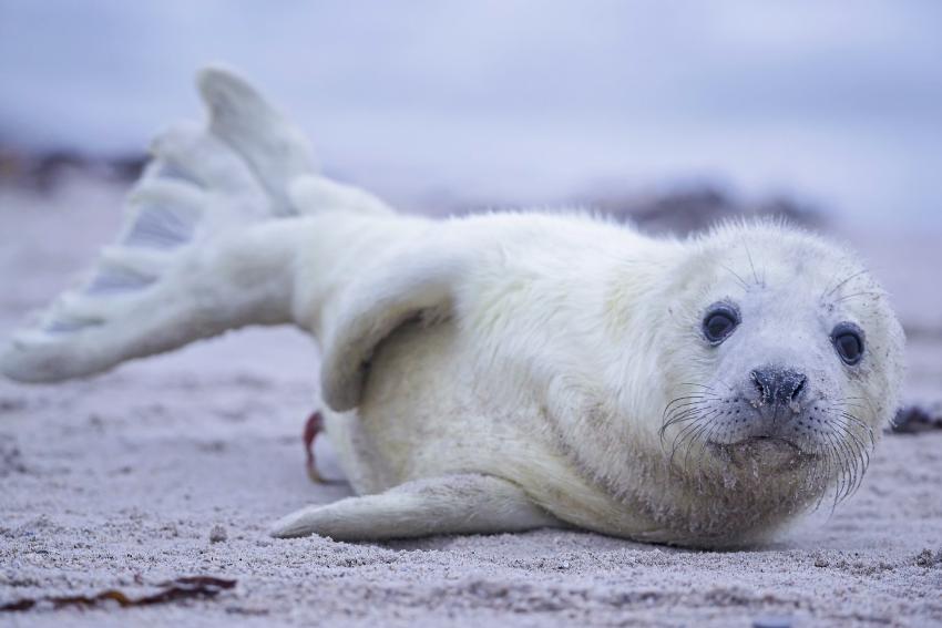 50+ Adorable Baby Animal Pictures You Just Have to See | LoveToKnow