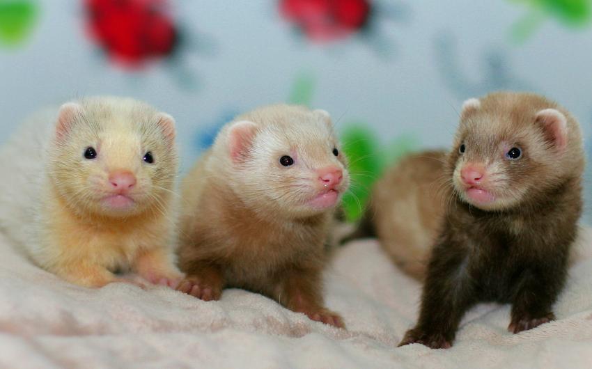 50 Adorable Baby Animal Pictures You Just Have To See LoveToKnow