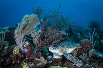 Sea Turtle on the Reef