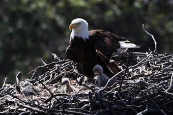 Fascinating Bald Eagle Facts For Young Explorers 91PORNY