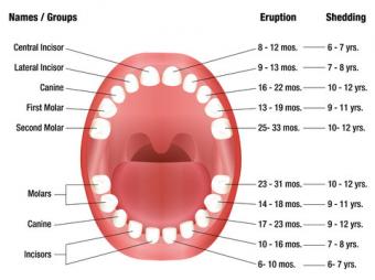 Temporary Teeth Chart