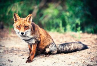 Red fox sitting on road