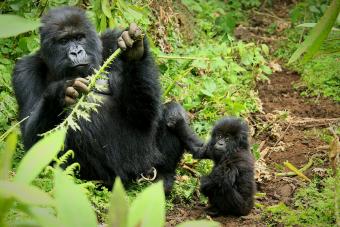 Gorilla With Infants In Forest