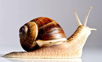 snail on plain background