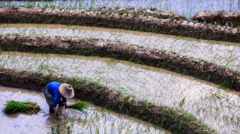 Chinese farmer planting rice